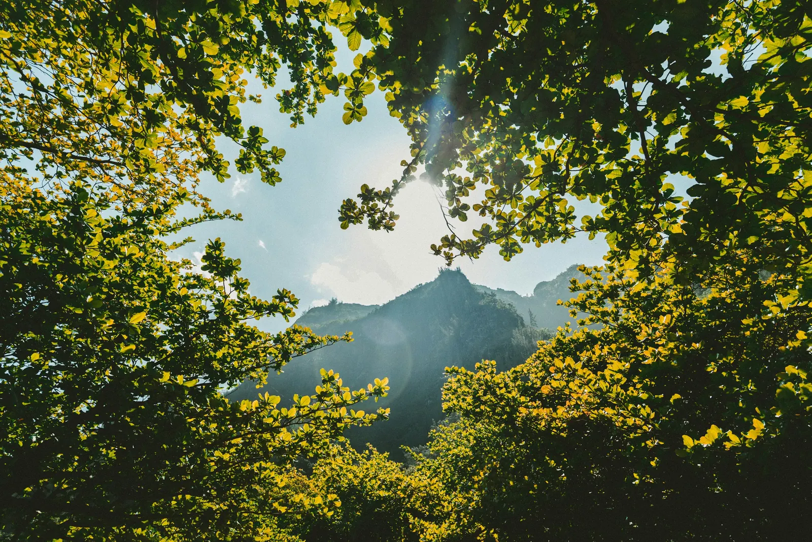 Sunlight filtering through a dense green forest canopy